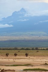21-Buffaloes with the Mawenzi peak of Mount Kilimanjaro